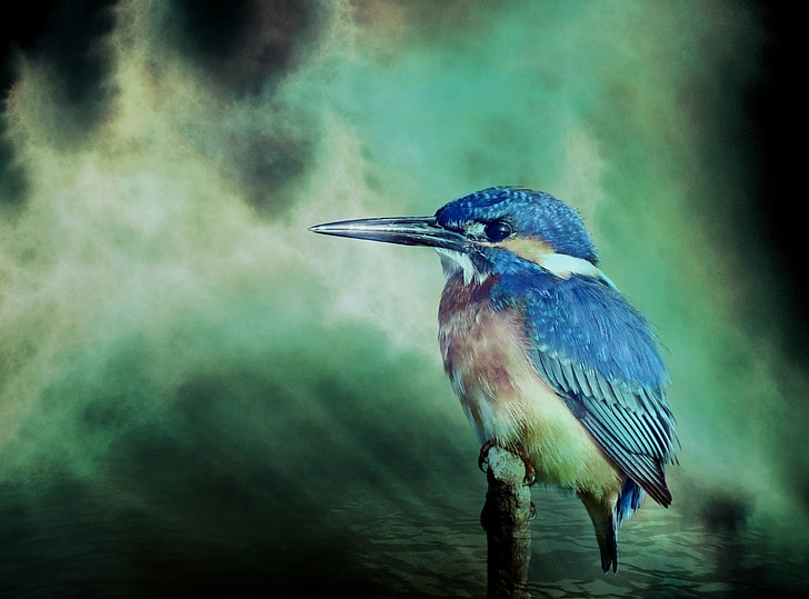 Kingfisher, putns, dzīvnieku, daba, fauna, krāsa, krāsains