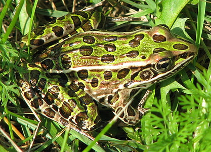 Północnej leopard żaba, Lithobates pipiens, korzystne, ogród, Moneymore, Ontario, Kanada