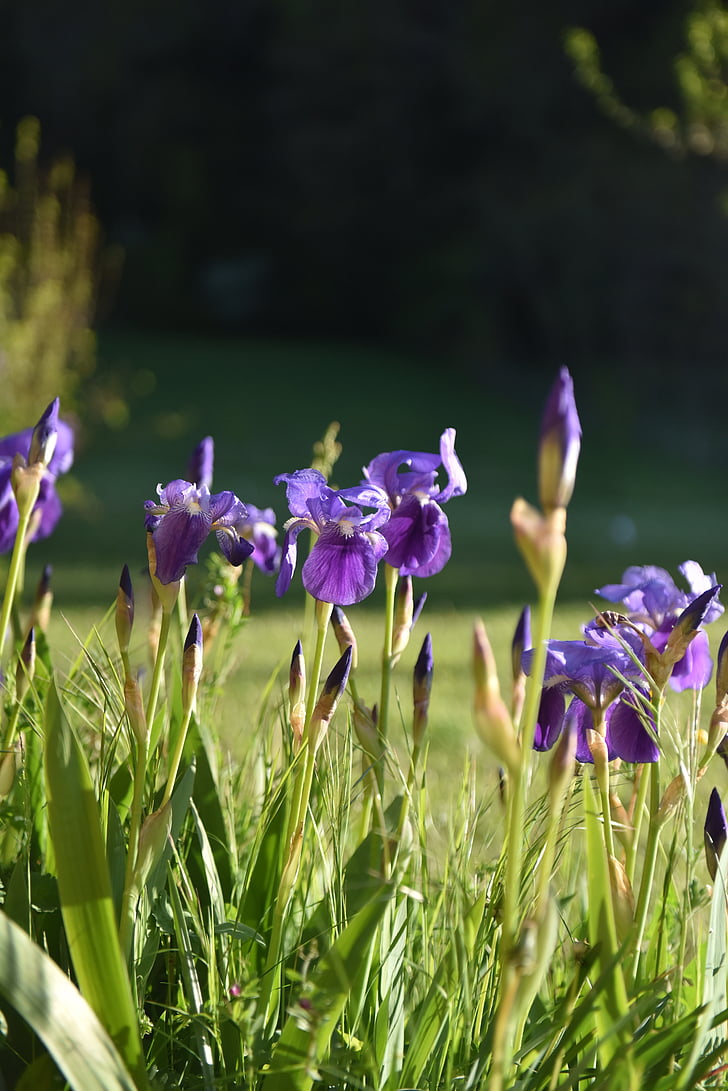 цветок, фиолетовый цвет, Весна, Ирис, Природа, фиолетовый, завод
