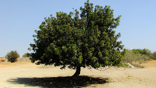 árbol de langosta, campo, rural, árbol, naturaleza, flora, planta