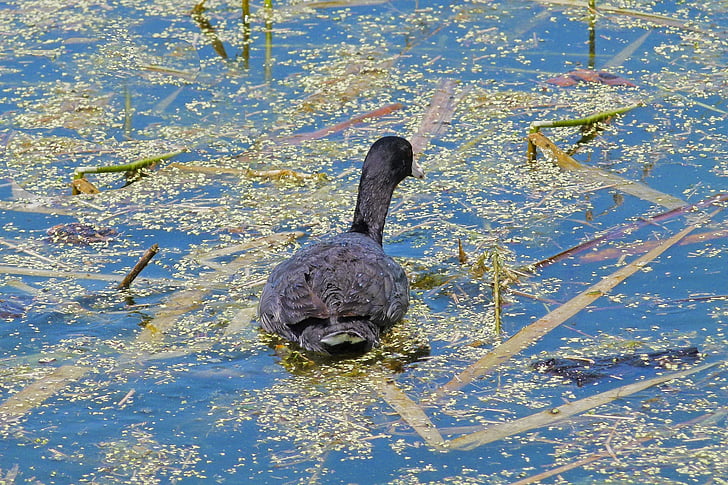 water bird, swamp, duck, black, nature, animal, feathered