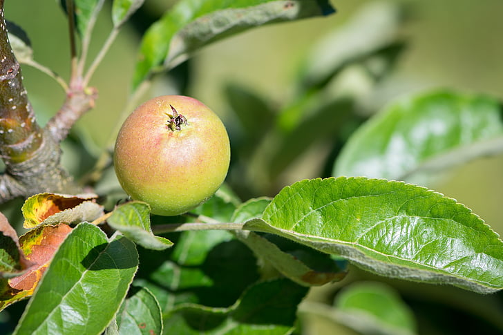 apple, apple tree, mature, ripening process, nature, of course, bio