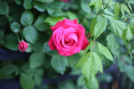 ruža, ljubav, lijepa, krajolik
