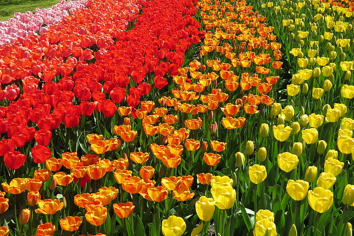 Tulip, tulbid, Bloom, kevadel, lilled, Holland, Holland
