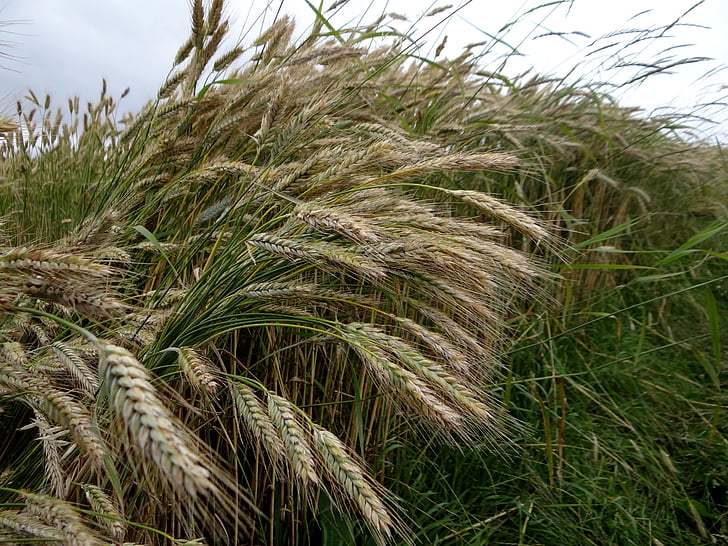 Rye, sereal, telinga, ladang jagung, bergizi rye