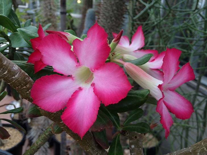 Jardín Botánico de Berkeley, flor rosa, flor de cactus, flor, color rosa, al aire libre, naturaleza