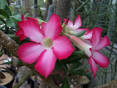berkeley botanical garden, pink flower, cactus flower, flower, pink color, outdoors, nature