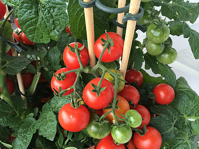 vegetabilsk, tomat, tomatplante