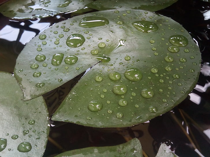 Lotus blad, druppels water, water op een lotus-blad, groen, Herfstbladeren, natuur, plant