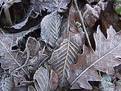 frost, winter, ice, autumn, holidays, rime, forest