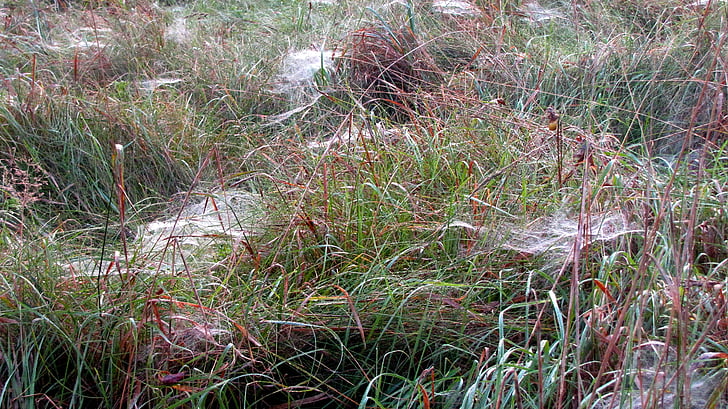 spin, spider webs, autumn, autumn meadow, dew, spidernet, spider