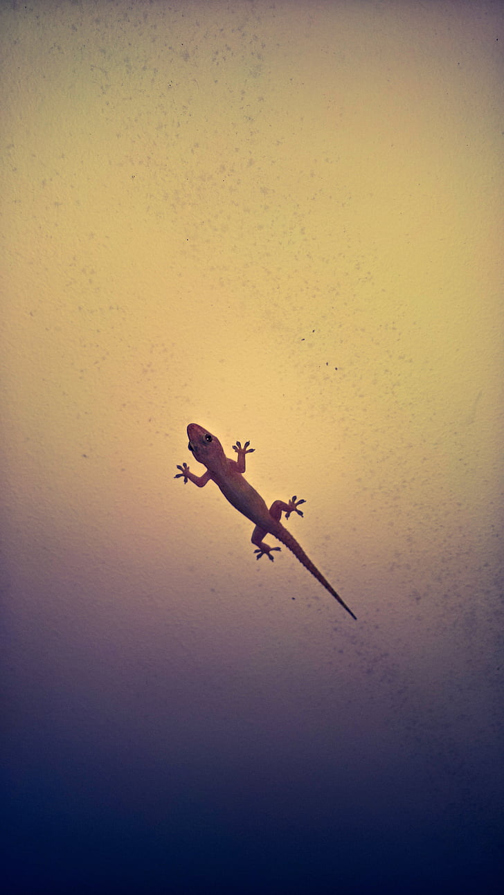 lizard, gecko, reptile, flying, airplane, air Vehicle, silhouette