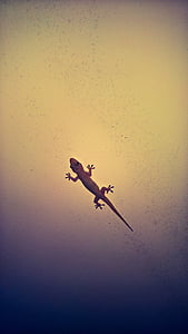 kuščar, Gecko, plazilcev, ki plujejo pod, letalo, zrak voziti, obris