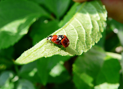 Ladybug, sammenkobling, grønne blad, våren, bille, insekt