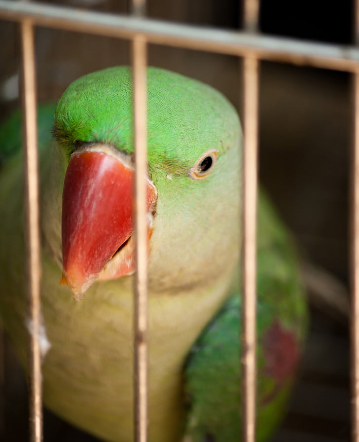 parrot, caged, encaged, bird, cage, animal, tropical