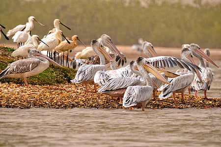 pelican, eurasian spoonbill, birds, africa, animal