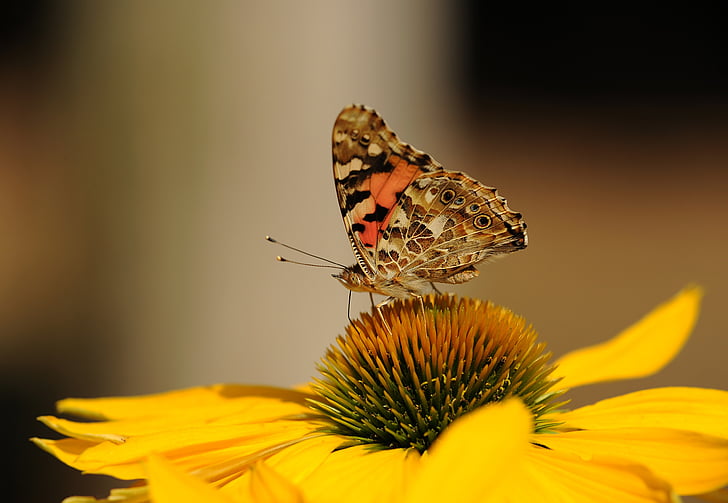 Painted lady, mariposa, insectos, a pie de mariposa, naturaleza, flor, floración