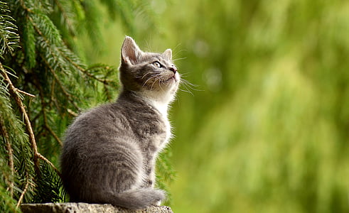 con mèo, trẻ con vật, tò mò, mèo rừng, động vật, một trong những động vật, chủ đề động vật