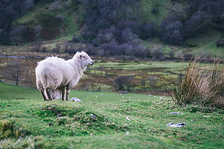 ホワイト, 羊, 立っています。, グリーン, 草, 昼間, 動物