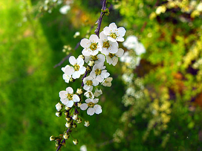 bloemen, witte bloemen, plant, struik, natuur, Tuin