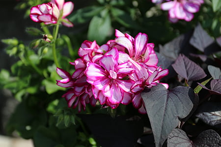 flower, garden plant, summer, red flower