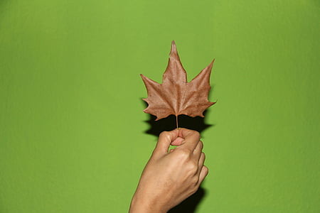 efterår blade, hånd, gul ark, efterår, finger, hænder, menneskelige hånd