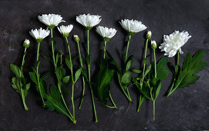 Blanco, Pétalo, flores, verde, hoja, tabla, planta