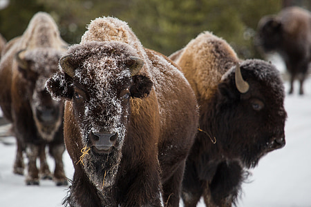 Biisoni, Buffalo, yhdysvaltalainen, eläinten, pää, muotokuva, nisäkäs
