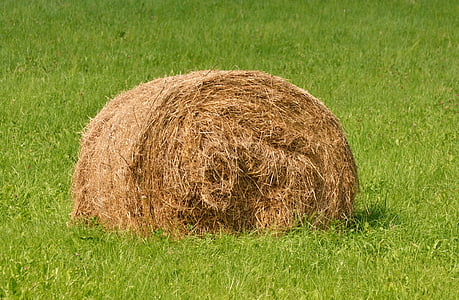 hay bales, meadow, agriculture, hay, straw bales, bale, round bales
