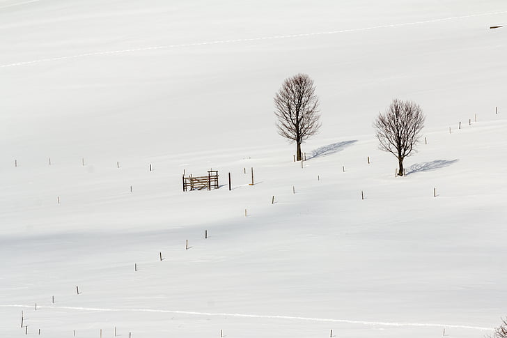 Selva Negra, l'hivern, neu, paisatge, natura, fred, arbres