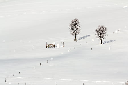Schwarzwald, vinter, snö, landskap, naturen, kalla, träd