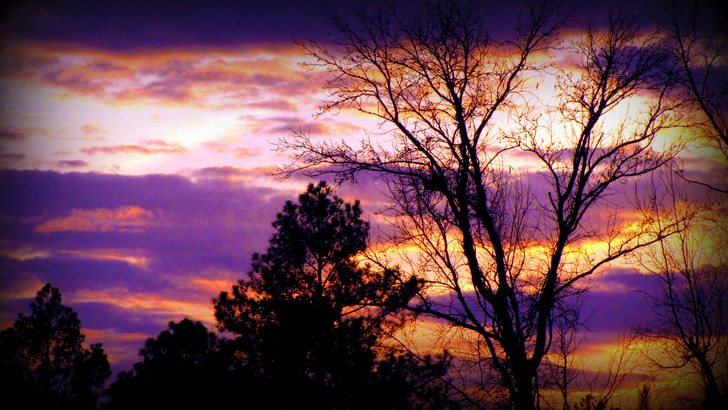 sunset, backlight, trees, glow, purple