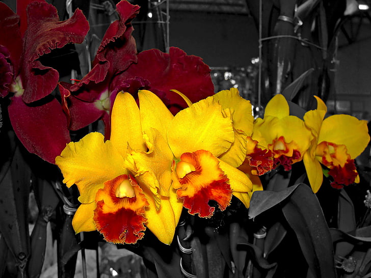 orchidées, fleurs, orchidée Cattleya, nature