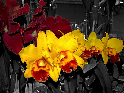 orquídies, flors, orquídies Cattleya, natura