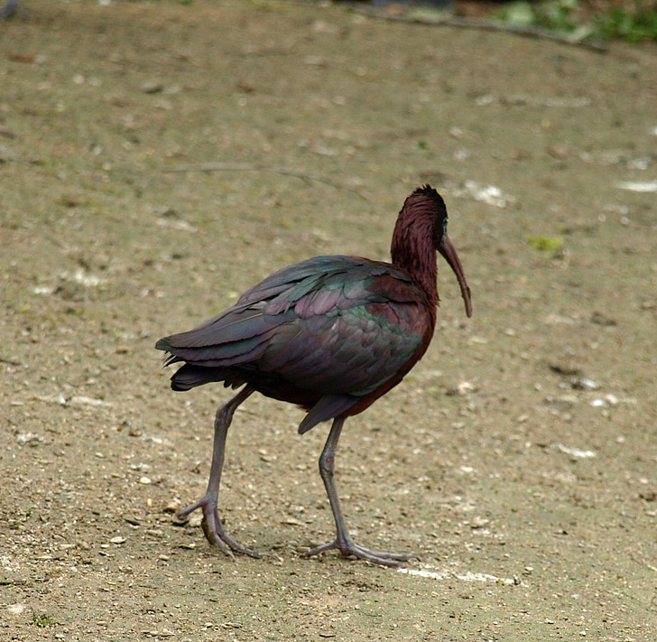 glossy ibis, bird, bill, plegadis falcinellus