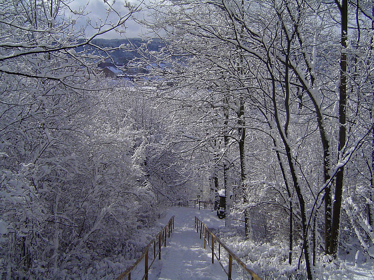 talvel, loodus, puu, valge, puud, Frost, lumi