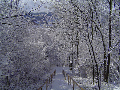 vinter, naturen, träd, vit, träd, Frost, snö