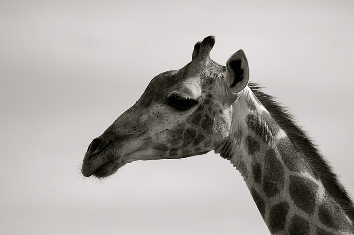 Giraffe, Zuid-Afrika, Safari