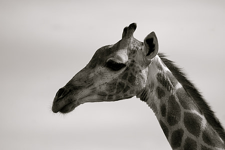 girafa, África do Sul, safári