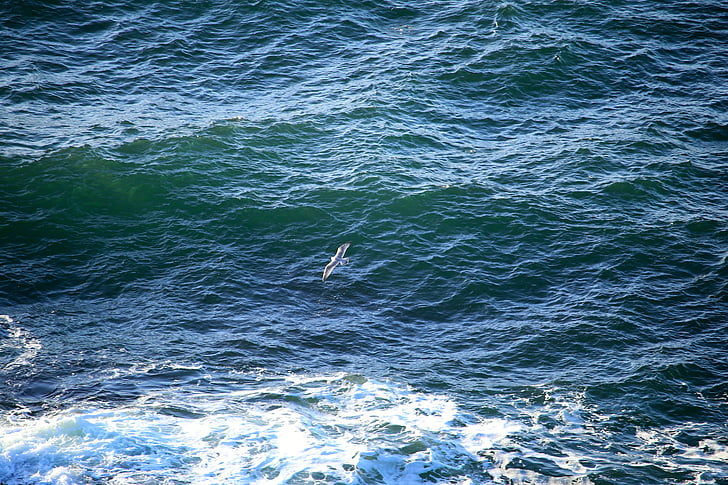 vatten, ljud, vågor, Seagull