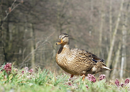 duck, grass, nature, bird, beak, water bird, a lone