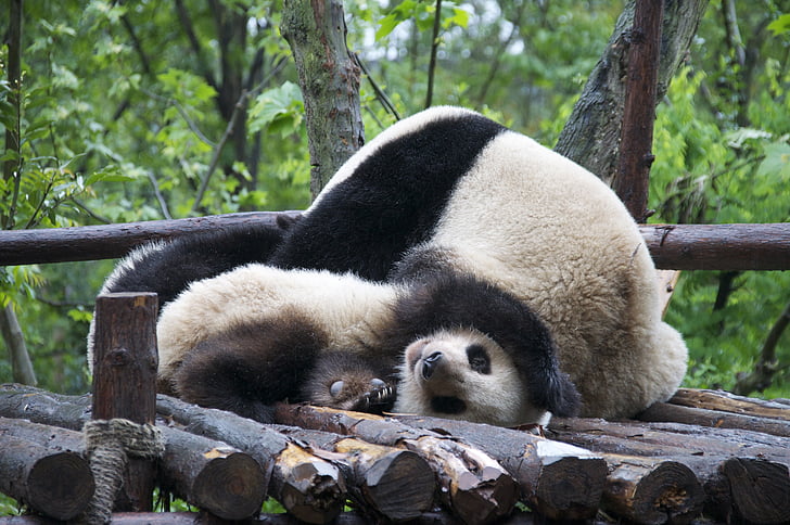 Panda, prosto živeče živali, ogrožene, živali, divje, narave, Kitajska