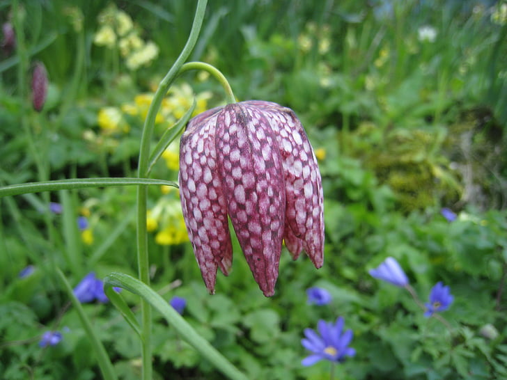 fritillaria meleagris, chequered, ornamental plant, flower of the year 1993, pink, flower, blossom
