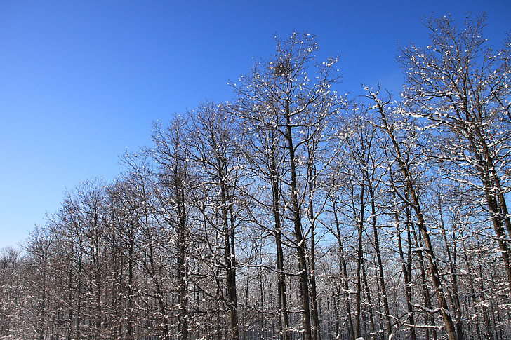 blau, fred, bosc, cel, cobert de neu, arbres, blanc