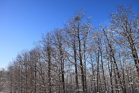 синьо, студено, гора, небе, снежна, дървета, бяло
