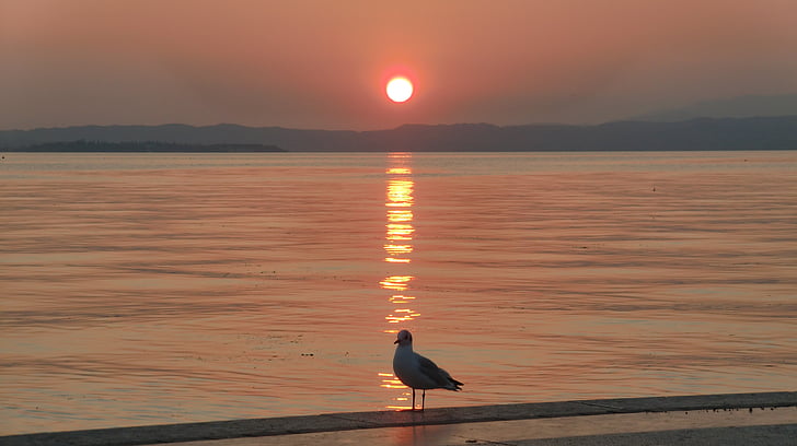 solnedgång, Garda, mås, Italien, Holiday, fågel, naturen