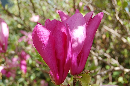 Magnolia, õis, Bloom, kevadel, roosa, Makro, magnoolia õis