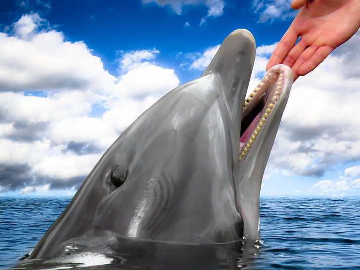 Dolphin, däggdjur, hand, förtroende, tro, hålla händerna, dom
