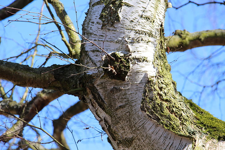 pohon, Birch, NAT, log, alam, musim semi