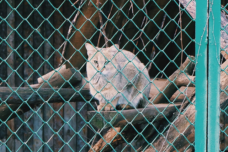 cat, wildcat, wildlife, zoo, park, fence, cage